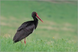 <p>ČÁP ČERNÝ (Ciconia nigra) Šluknovsko ----- /Black stork – Schwarzstorch/</p>